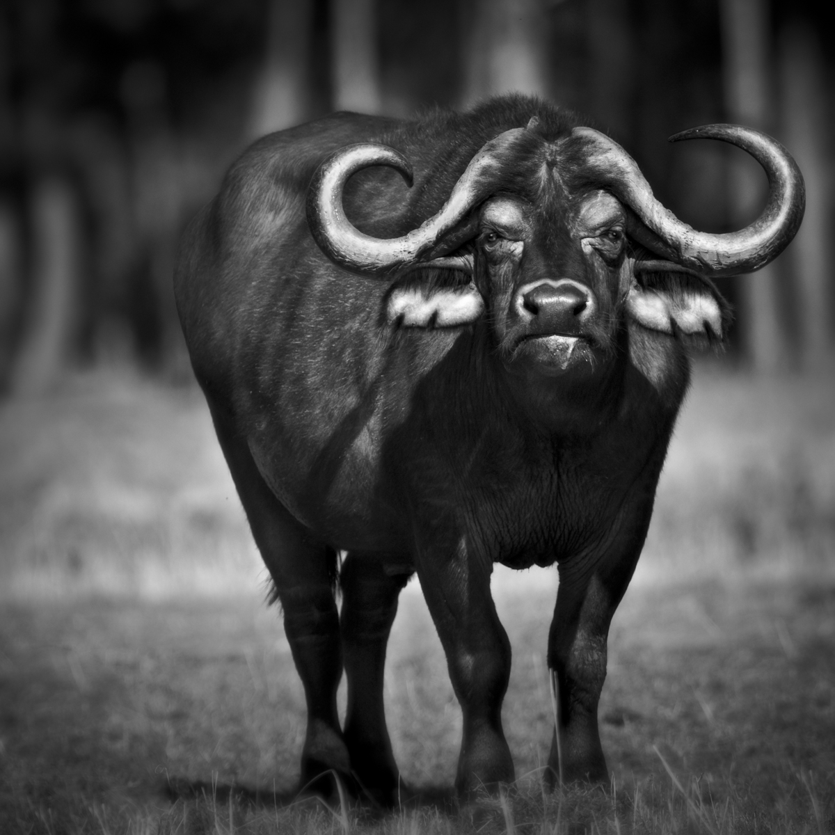 Urszula Kozak Buffalo Portrait