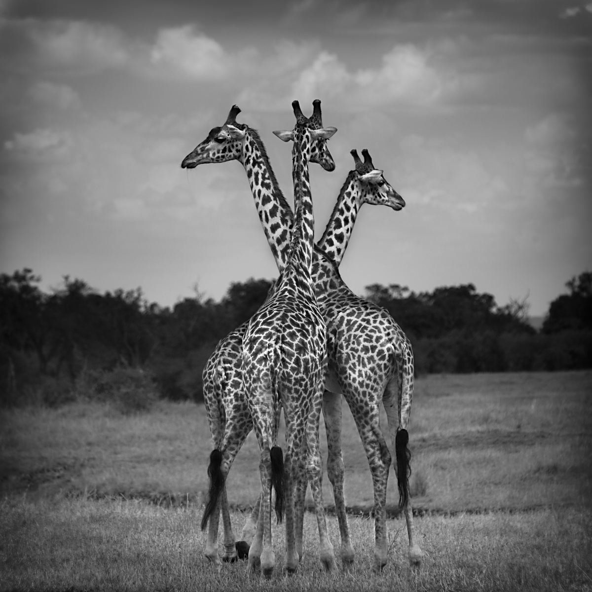 Giraffe Trio - Maasai Mara, Kenya