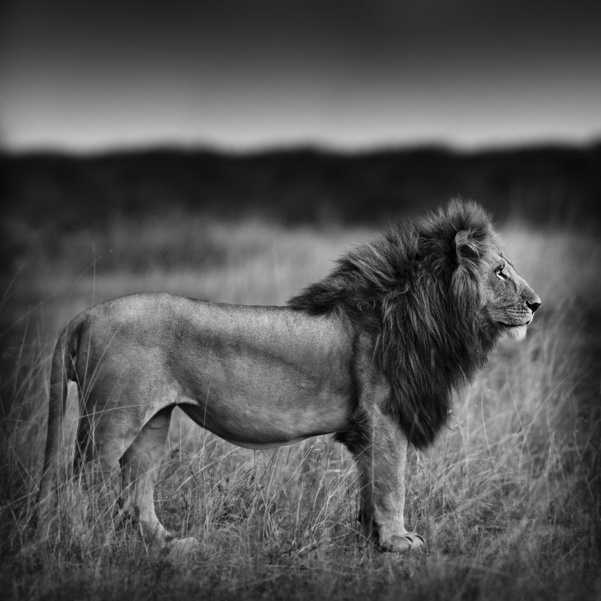 Lion Profile - Maasai Mara, Kenya