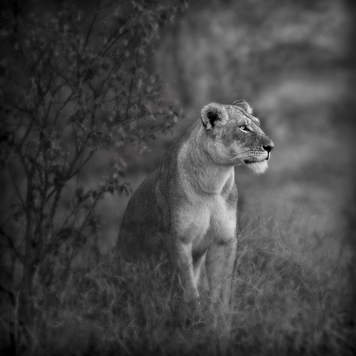 Lioness Profile - Maasai Mara, Kenya