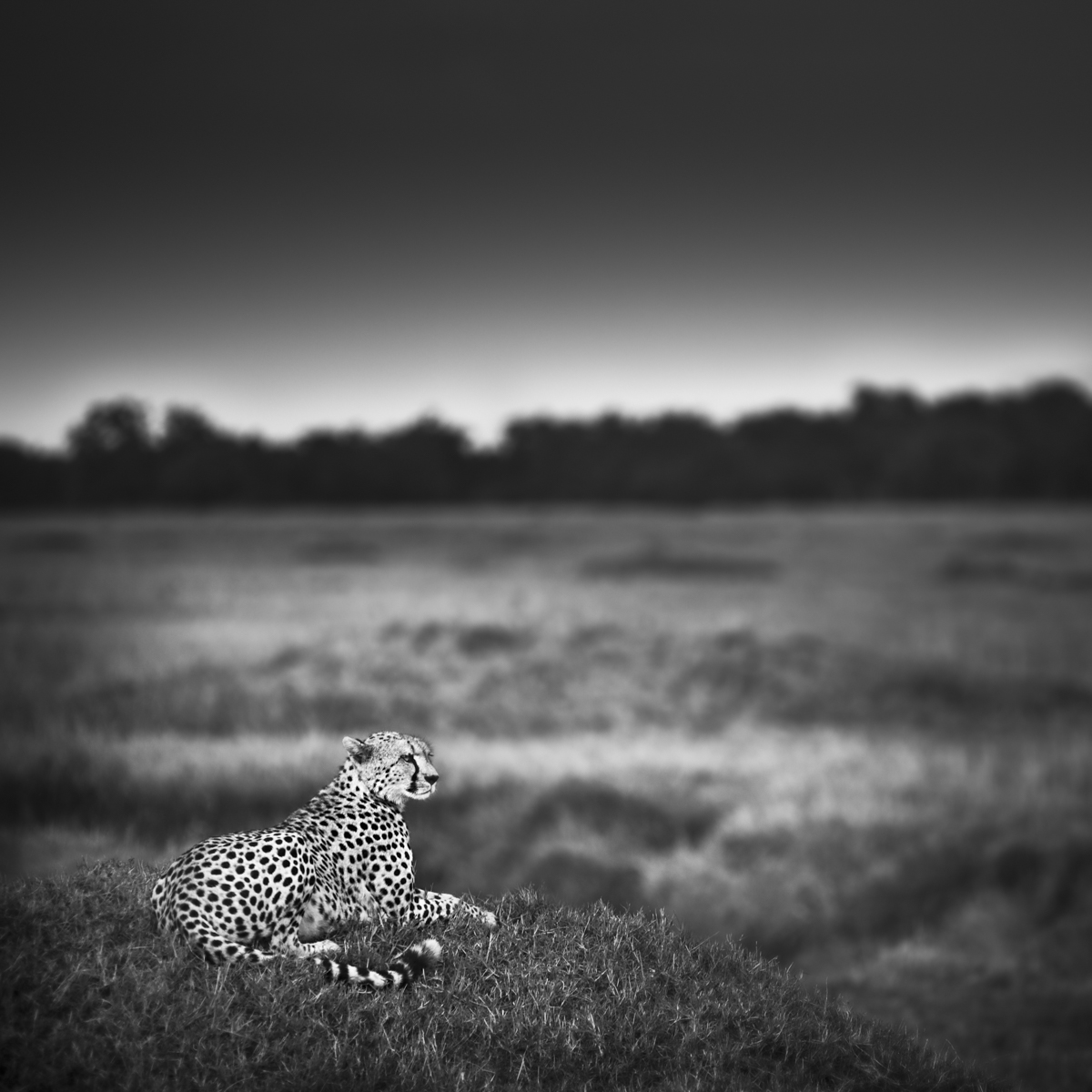 Urszula Kozak Cheetah On A Mound