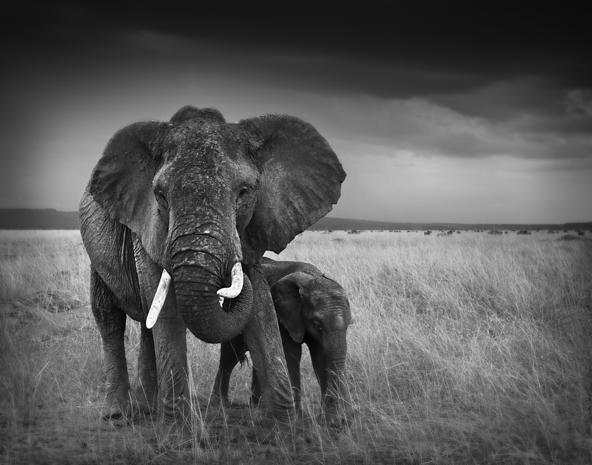 Elephant Mom and Baby - Maasai Mara, Kenya