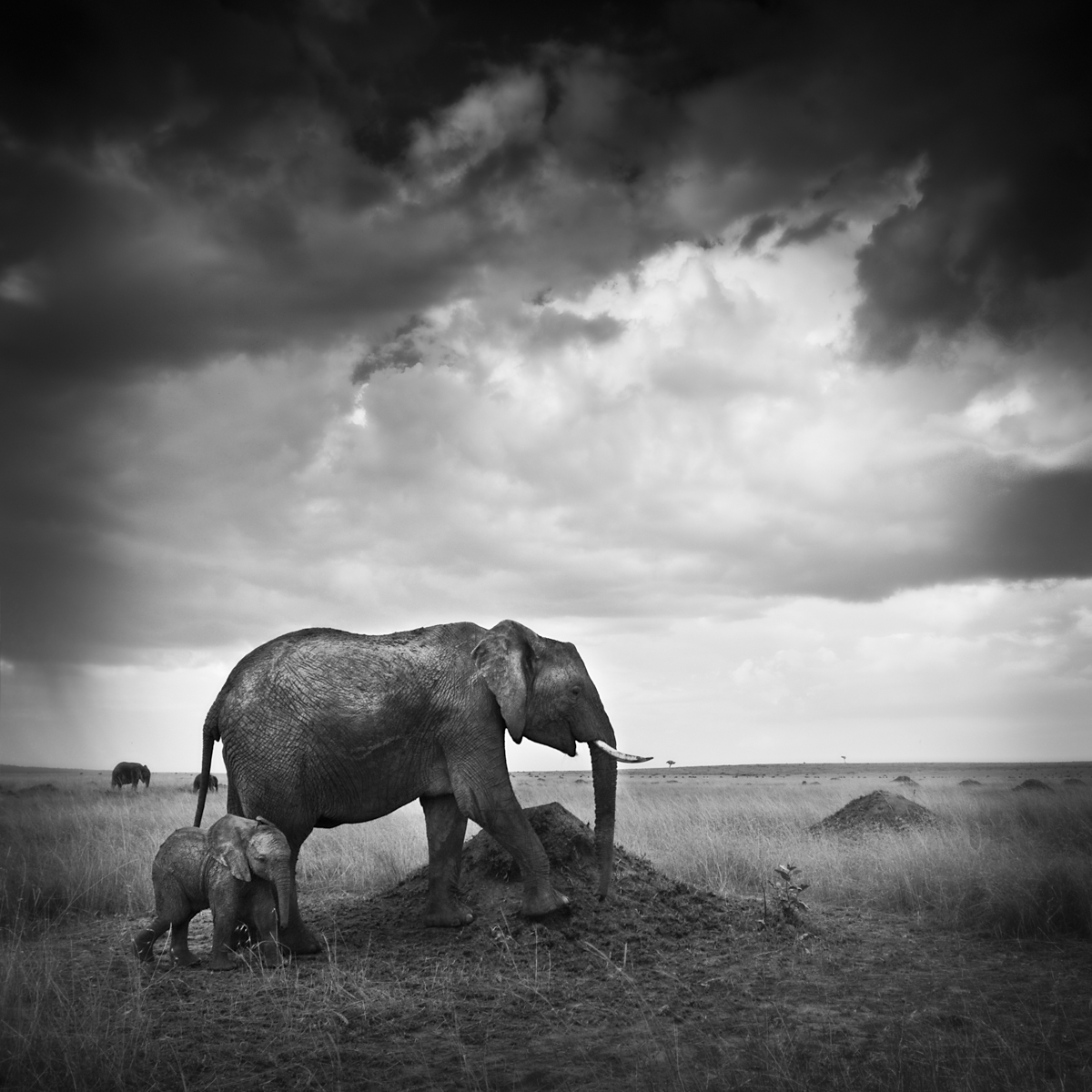 Elephants On Termite Mound - Maasai Mara, Kenya
