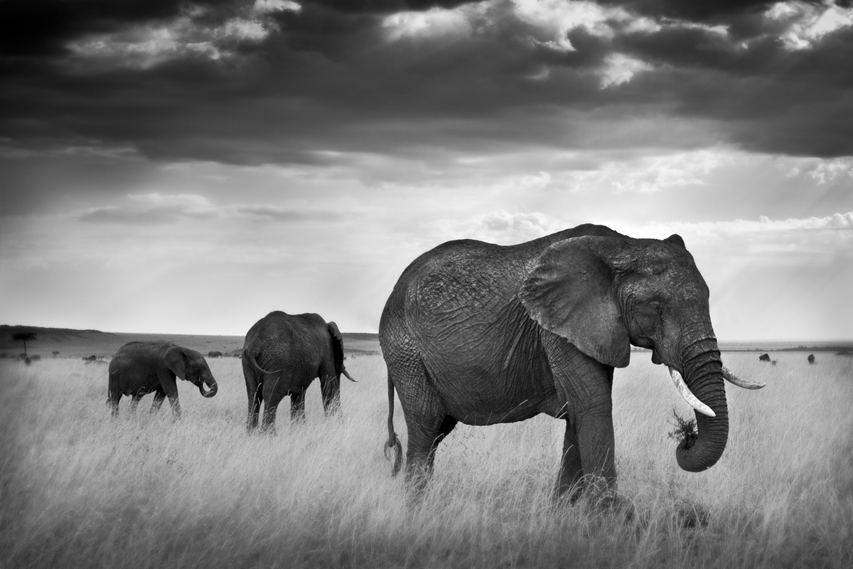 Grazing Elephants - Maasai Mara, Kenya