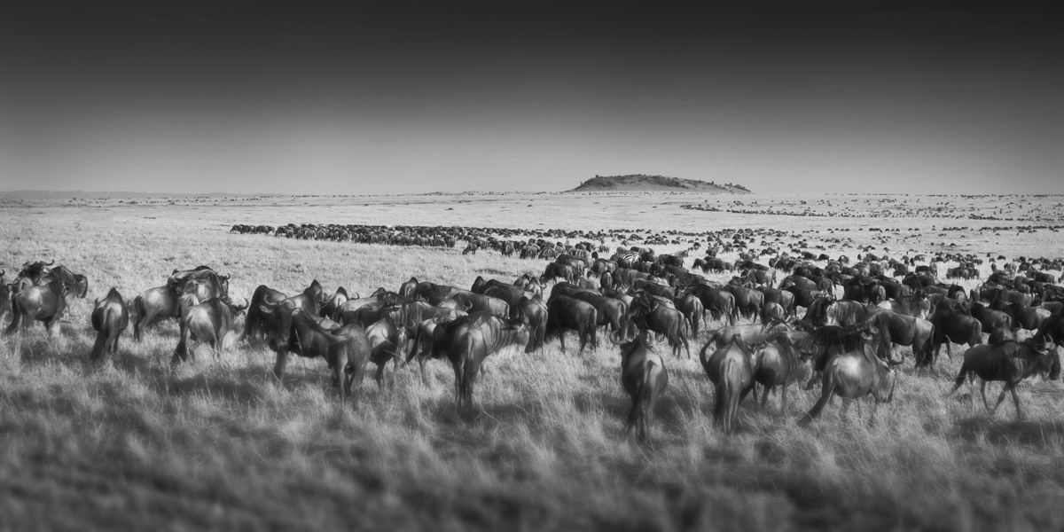 Migration In The Mara - Maasai Mara, Kenya