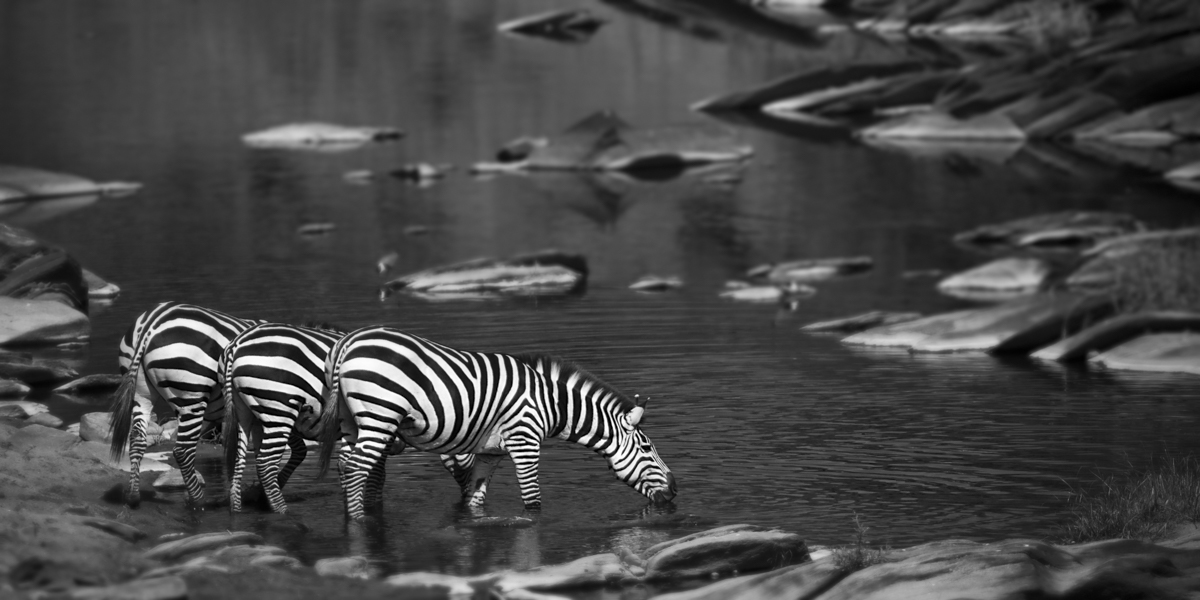 Zebras In River - Maasai Mara, Kenya